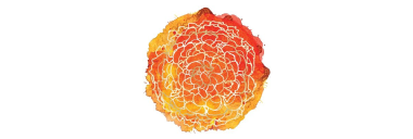 Stock MGLD logo