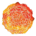 MGLD Stock Logo